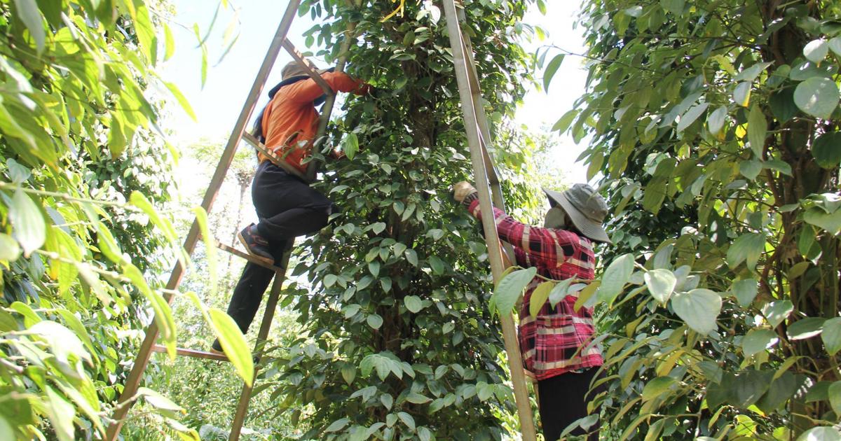 Thị trường giằng co, giá tiêu giữ mức 72.000 đồng/kg