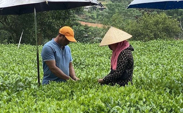 Nông dân Đại Từ ấm no nhờ cây chè sạch