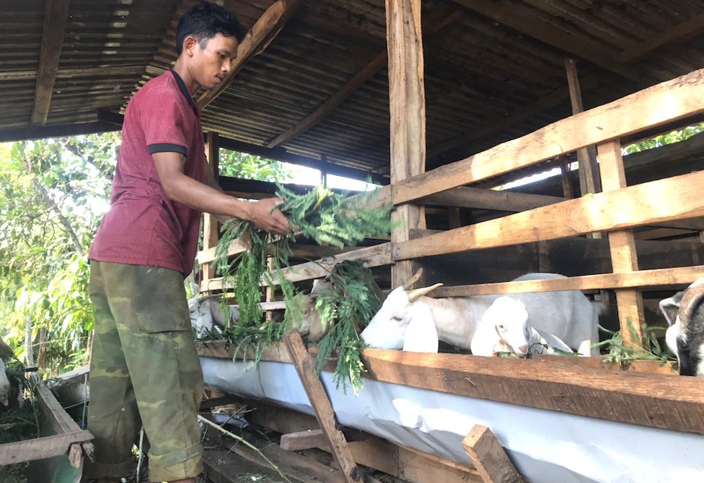 Chăn nuôi dê theo mô hình kinh tế hợp tác giúp người dân Đắk Lắk thoát nghèo bền vững