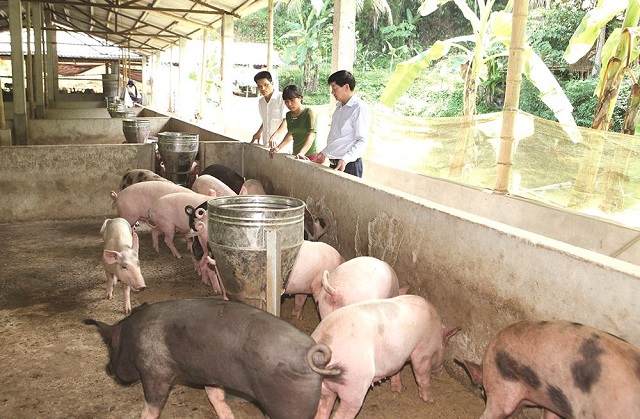 Ổn định kinh tế từ mô hình trang trại tổng hợp