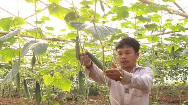 Làm giàu từ nông sản sạch