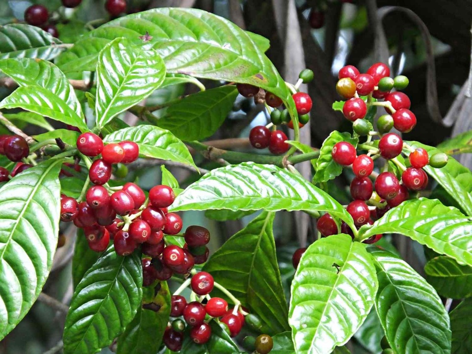 Giảm 300 đồng, cà phê sắp lùi về mốc 64.000 đồng/kg?