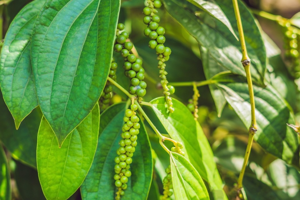 Duy trì mức 71.000 đồng/kg, giá tiêu sẽ tăng mà không phụ thuộc vào vụ thu hoạch?