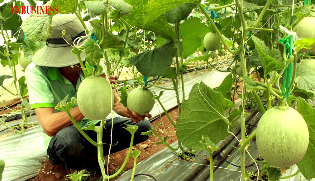 Nông nghiệp công nghệ cao đưa Phú Giáo cán đích huyện nông thôn mới