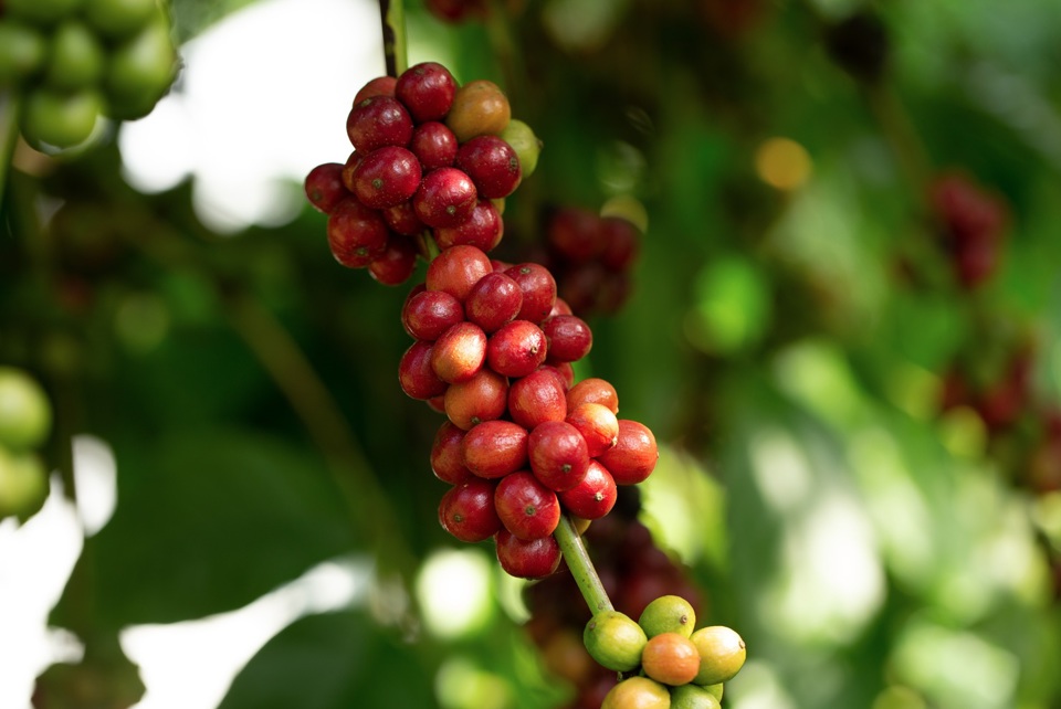 Giảm tiếp 500 đồng/kg, giá cà phê liên tục mất các mốc quan trọng