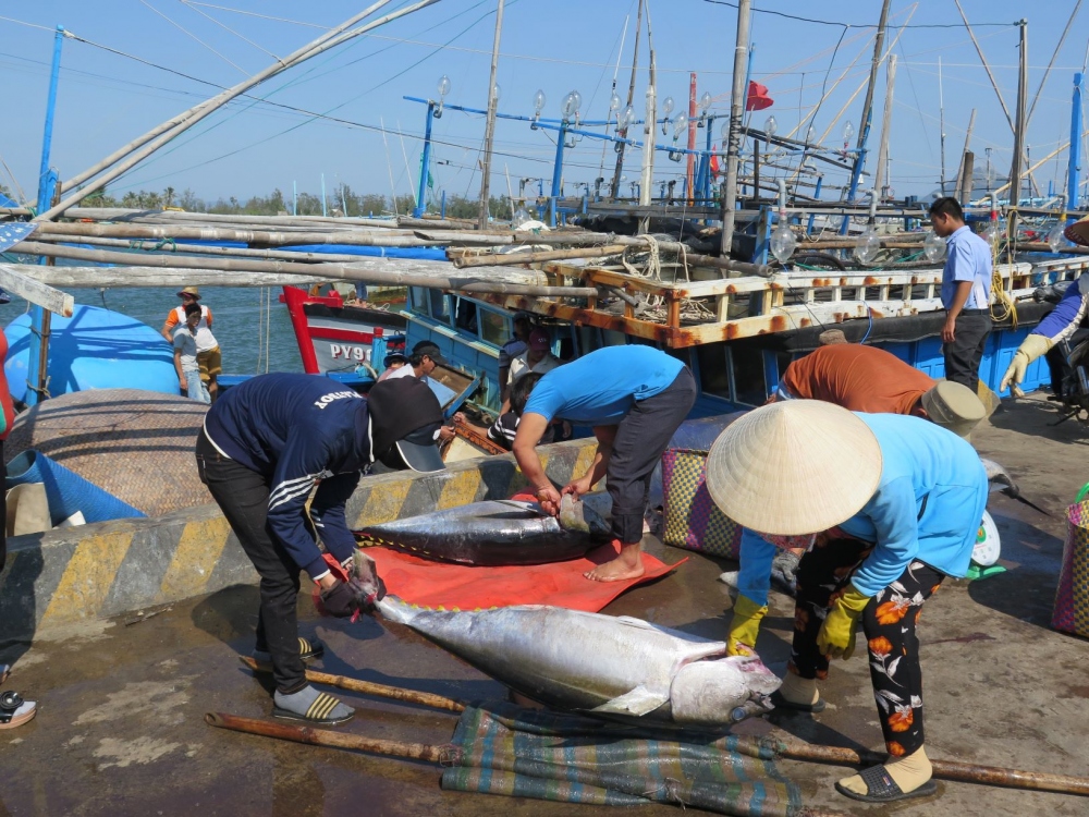 Hôm nay, Ủy ban châu Âu đến Việt Nam kiểm tra về chống khai thác IUU