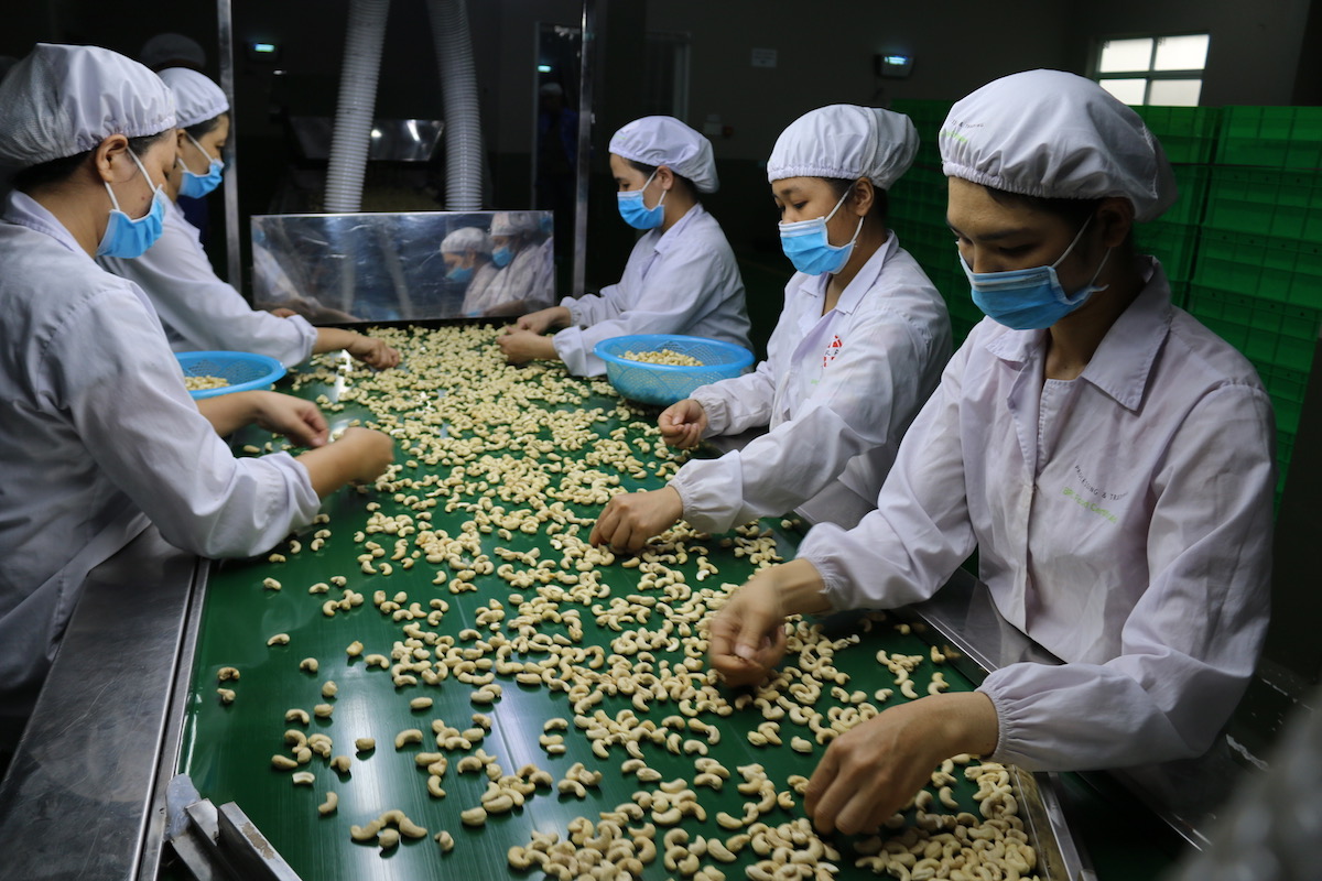 Xuất khẩu điều tăng trưởng 2 con số nhưng nơm nớp lo cảnh báo về chất lượng