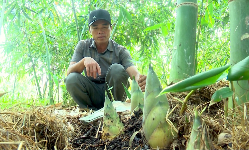 Người dân Bình Phước tìm cách ‘hái ra tiền’ từ cây tre