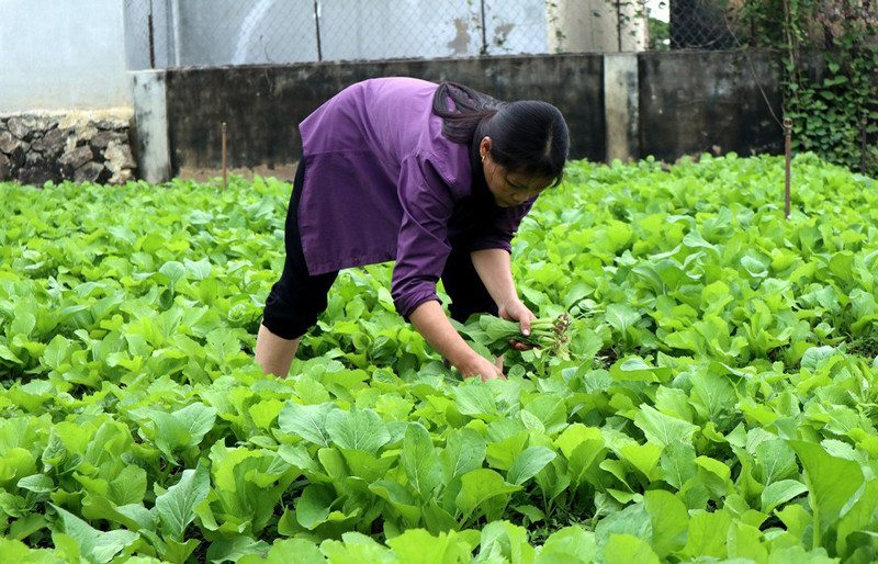 Tăng liên kết giúp Triệu Sơn đẩy nhanh quá trình giảm nghèo