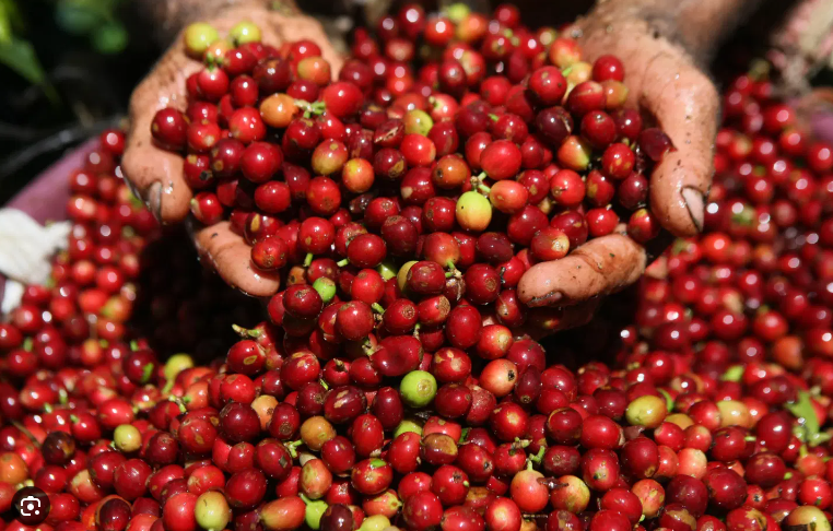 Tăng 300 đồng/kg, cà phê vượt mốc 64.000 đồng/kg