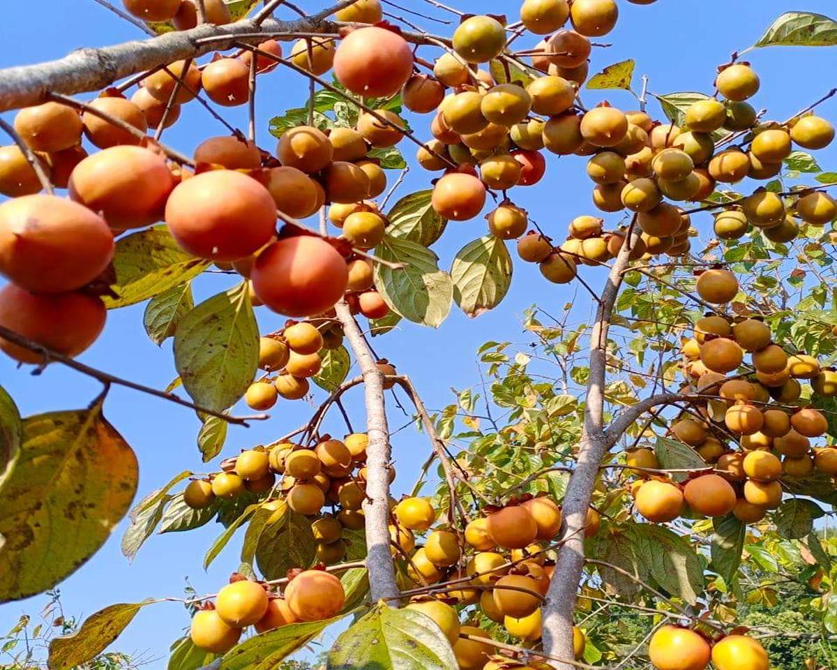 Nông dân thu trăm triệu mỗi năm nhờ trồng ‘cây trời ban’