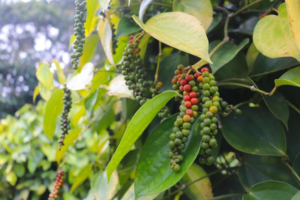 Sau một ngày 'ấm lên' tại Đông Nam Bộ, giá tiêu giữ mức 71.000 đồng/kg