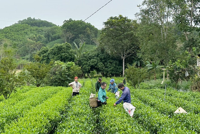 Cây trồng chủ lực giúp cải thiện đời sống người nghèo