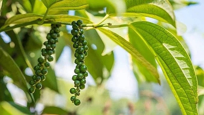 Áp lực từ nhu cầu thấp, giá tiêu tiếp tục 'lặng sóng'