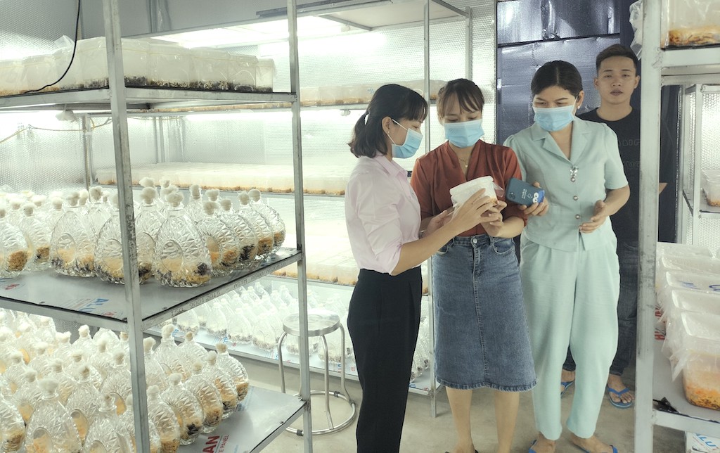 Giúp giảm nghèo cho phụ nữ vùng đất đỏ bazan từ mô hình mới của kinh tế hợp tác