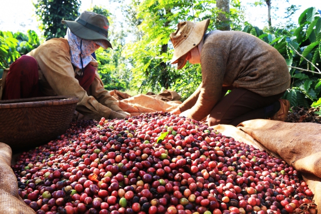 Cà phê giảm nhẹ 200 đồng/kg