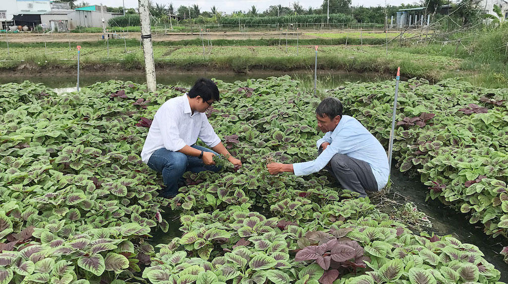 Liên kết chuỗi sản xuất nông nghiệp đưa Gò Công Tây tiến xa
