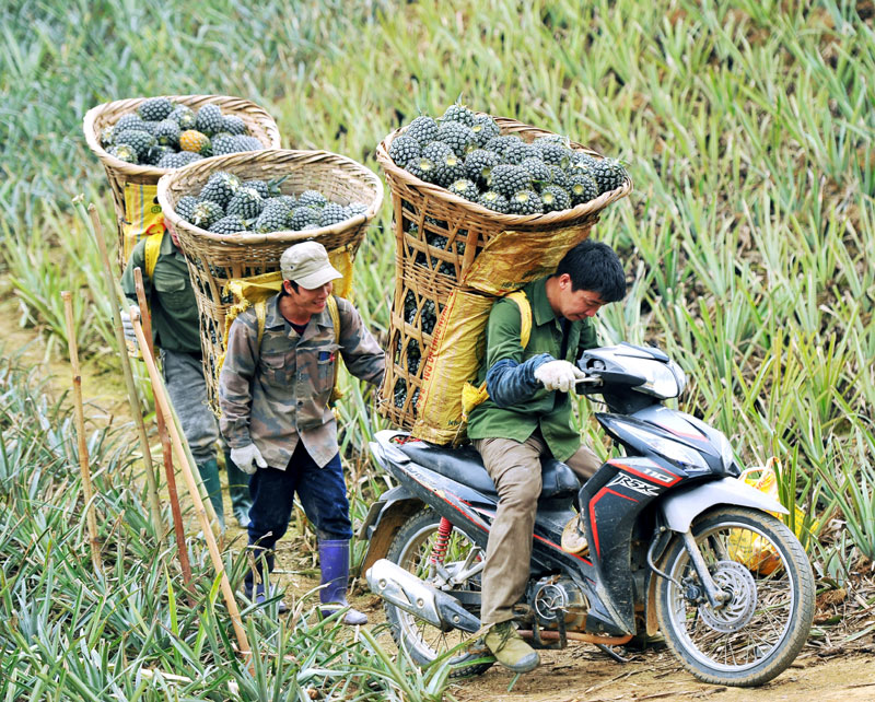 Kinh tế hàng hóa bội thu tạo cú huých giảm nghèo ở vùng biên Mường Khương