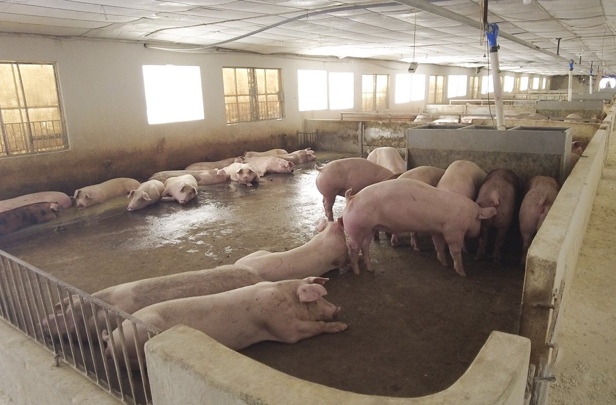 Giá lợn hơi tăng đến 2.000 đồng/kg, dự báo còn tăng tiếp