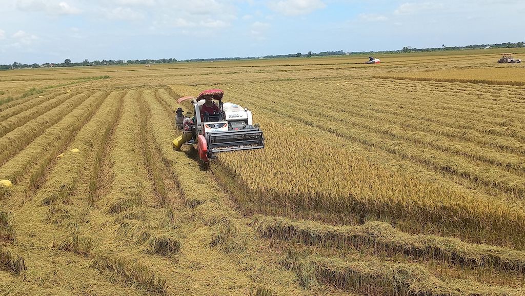 Liên kết trồng lúa hữu cơ tạo ra hướng đi bền vững cho nông dân Vũng Liêm