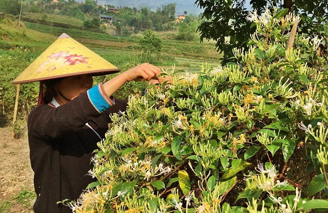 Hiệu quả giảm nghèo từ những mô hình sinh kế của Hợp tác xã