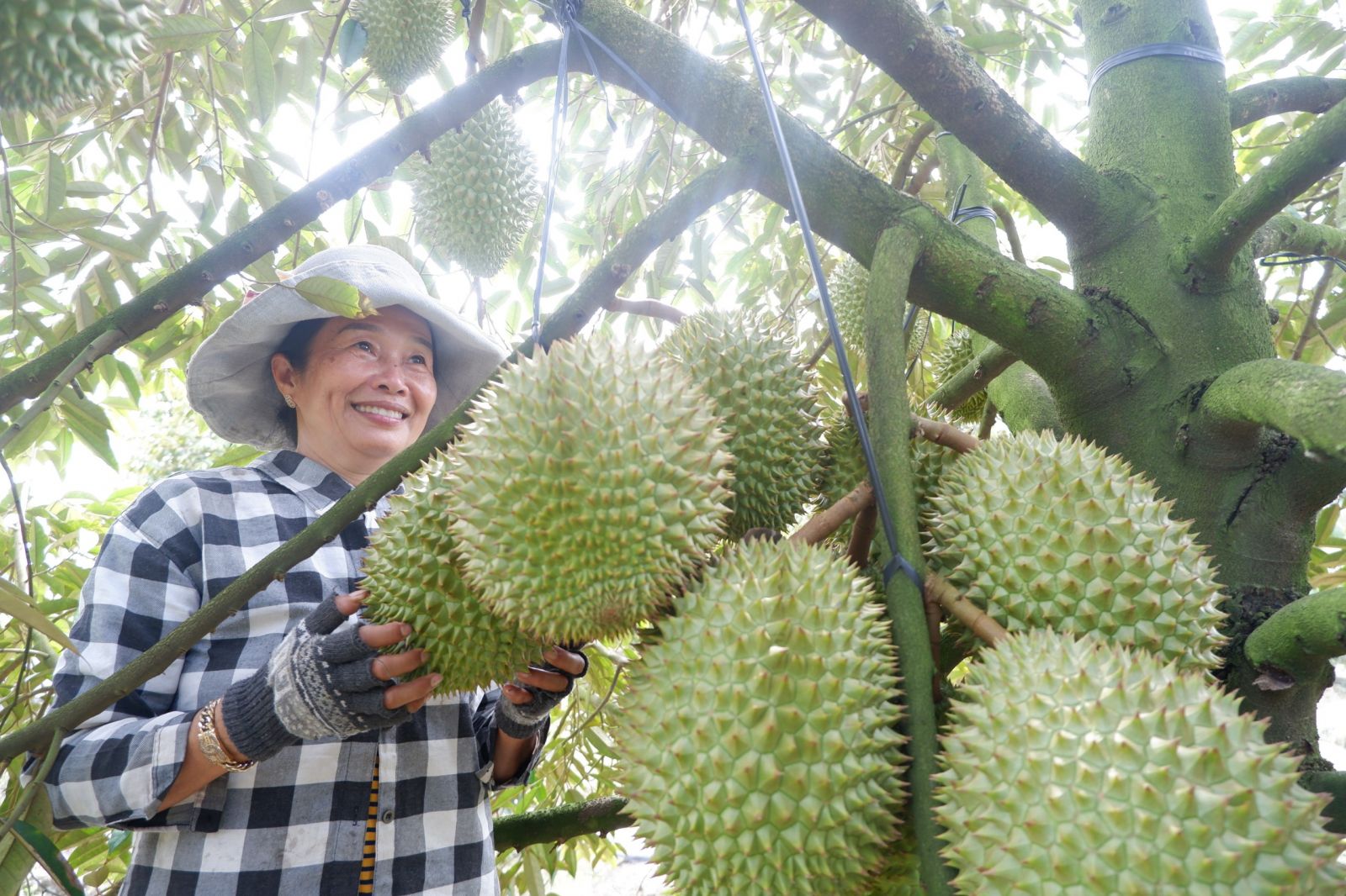 Khó chặn tình trạng thu hoạch sầu riêng non xuất khẩu?