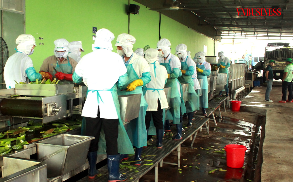 Chi phí quá lớn khiến doanh nghiệp làm nông nghiệp ‘nối dài’ thua lỗ