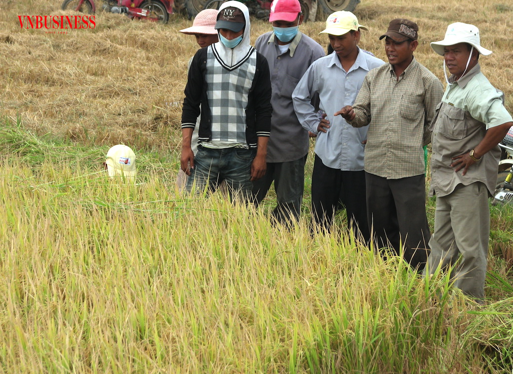 Thấy gì từ nghịch lý ‘giá cao, lỗ đậm’ của doanh nghiệp xuất khẩu gạo?