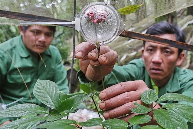 Làm gì để hài hòa bài toán thuê môi trường rừng?