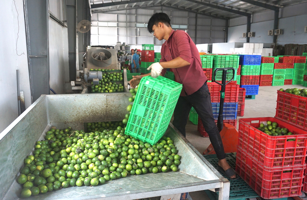 Tận dụng thế mạnh của HTX đưa Càng Long tiến bước nông thôn mới nâng cao