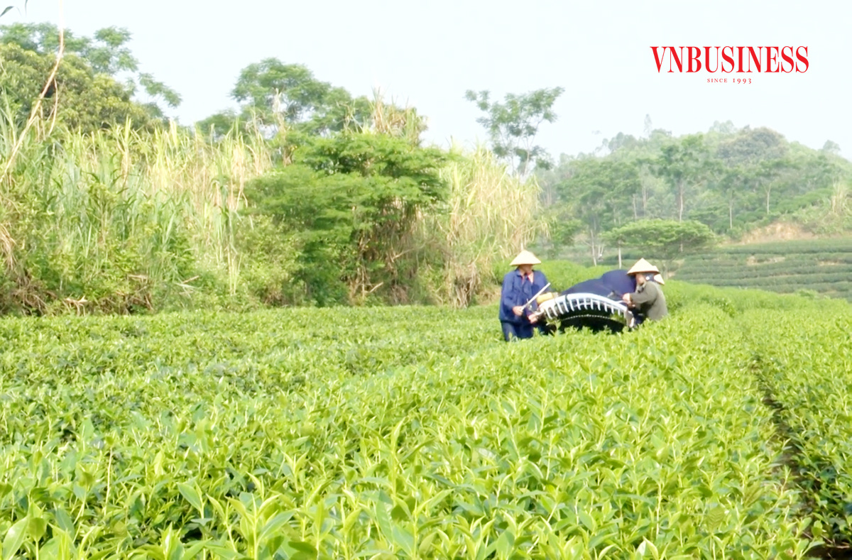 Nông nghiệp 'lên đời' cùng nông thôn mới ở Yên Sơn