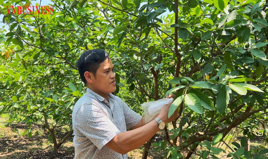 Quả ổi lê góp phần xây dựng nông thôn mới ở Di Trạch