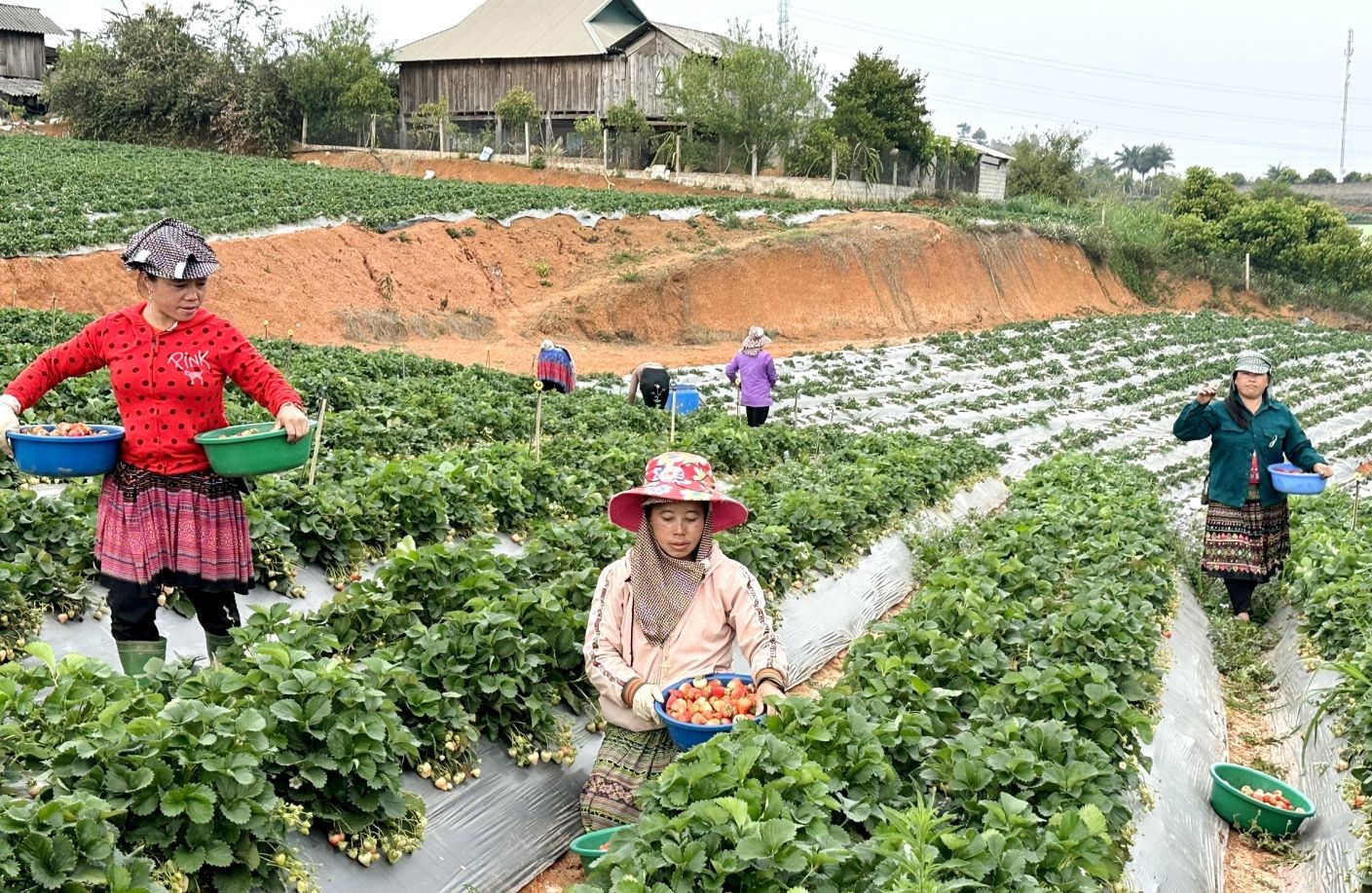 Cò Nòi từng bước xây dựng nông thôn mới nâng cao