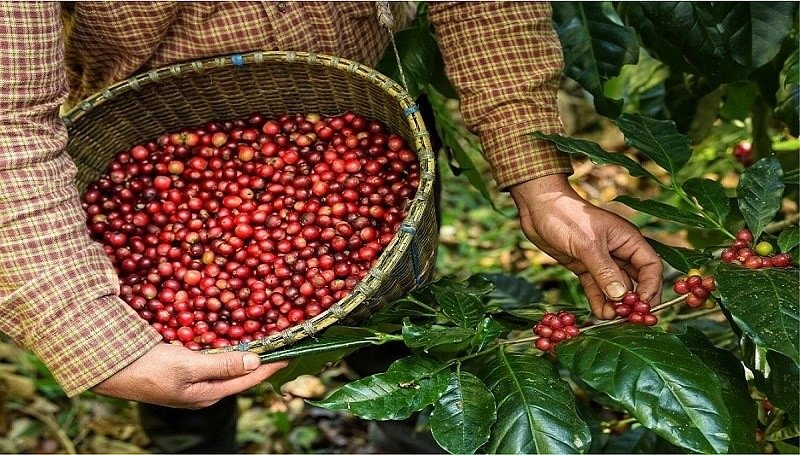 Lượng giảm, nhu cầu tăng, giá cà phê xuất khẩu của Việt Nam đạt mức kỷ lục