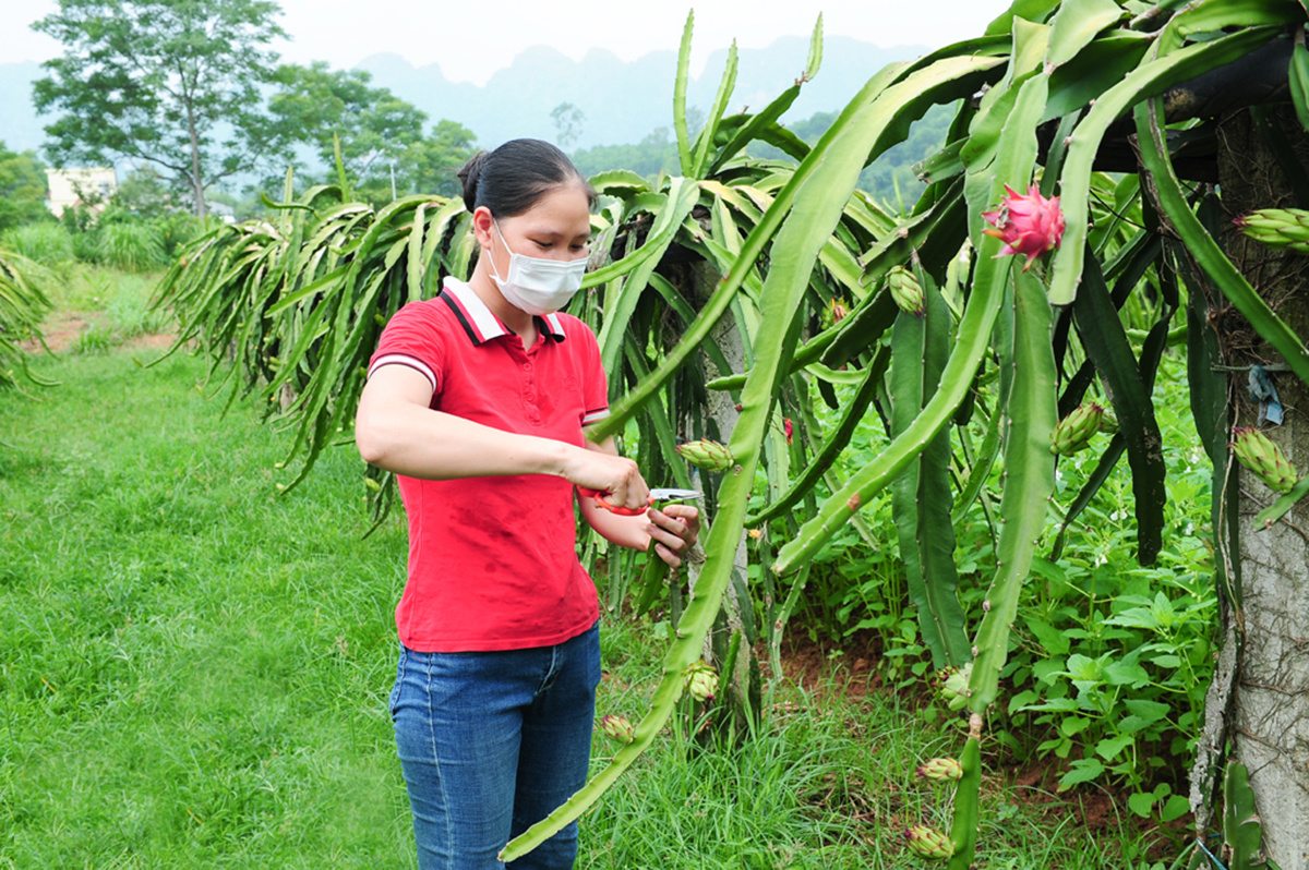 Nông dân khá giả với những mô hình hái ra tiền ở Nho Quan