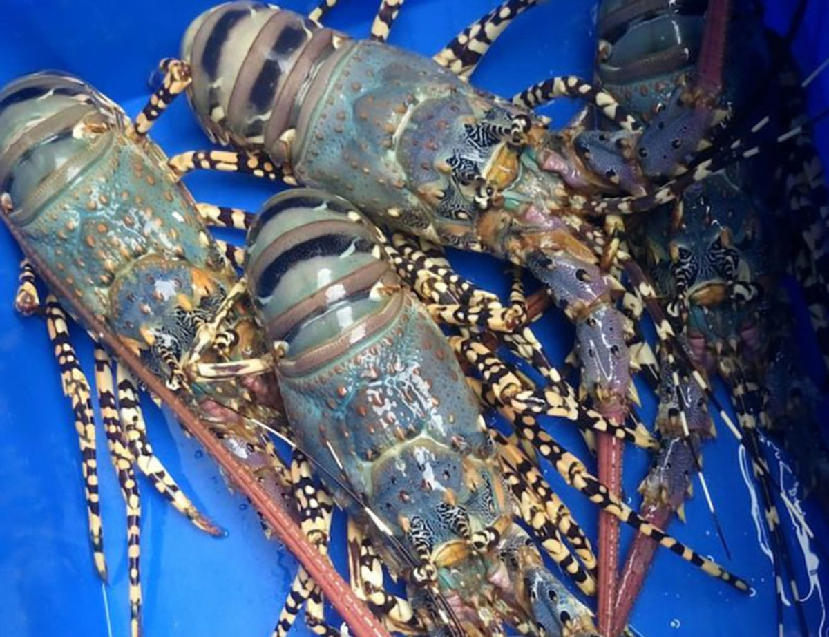 Trung Quốc đưa tôm hùm bông vào danh mục loài động vật hoang dã nguy cấp cần bảo vệ