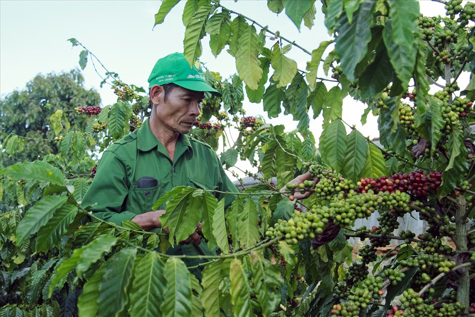 Cảnh báo tình trạng hái cà phê xanh bán chốt lời, lợi nhuận trước mắt nhưng thiệt hại lâu dài