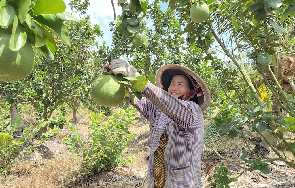 Thúc đẩy chuỗi giá trị nông sản chủ lực đưa Mỏ Cày Bắc ‘chạy nước rút’ huyện nông thôn mới