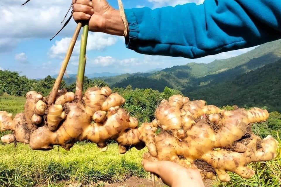 Xuất khẩu gừng tăng đột biến