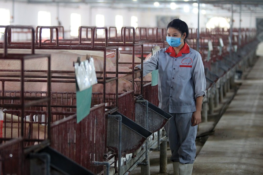 Giá lợn giảm 1.000 đồng/kg, thị trường khó đoán định