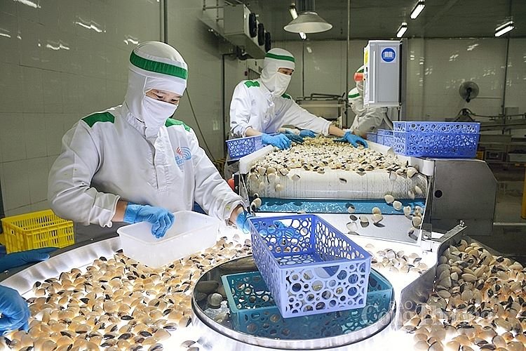 4 vùng nuôi đạt chứng nhận ASC, nghêu Việt Nam có nhiều cơ hội xuất khẩu