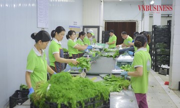 HTX Rau quả sạch Chúc Sơn: Hình mẫu ứng dụng công nghệ cao trong sản xuất nông nghiệp
