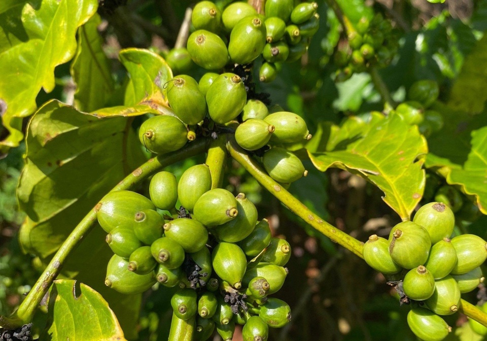 Áp lực vụ mới, giá cà phê giảm 500 đồng/kg