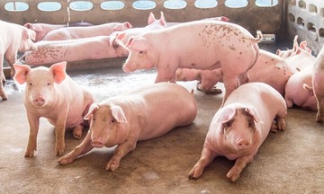 Giá lợn hơi giảm 1.000 đồng ở miền Bắc, dự báo thị trường vẫn còn nhiều thay đổi vào cuối năm