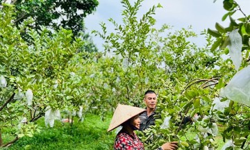 Vá lỗ hổng trong chứng nhận hữu cơ