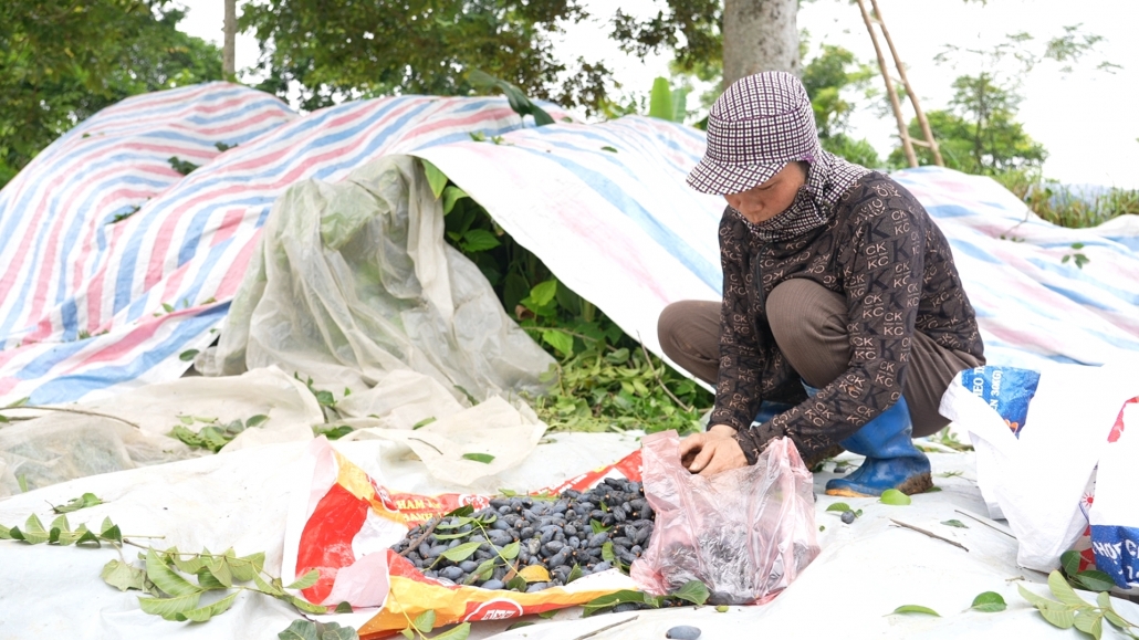 Nông thôn giàu đẹp trên thủ phủ trám đen Hà Châu