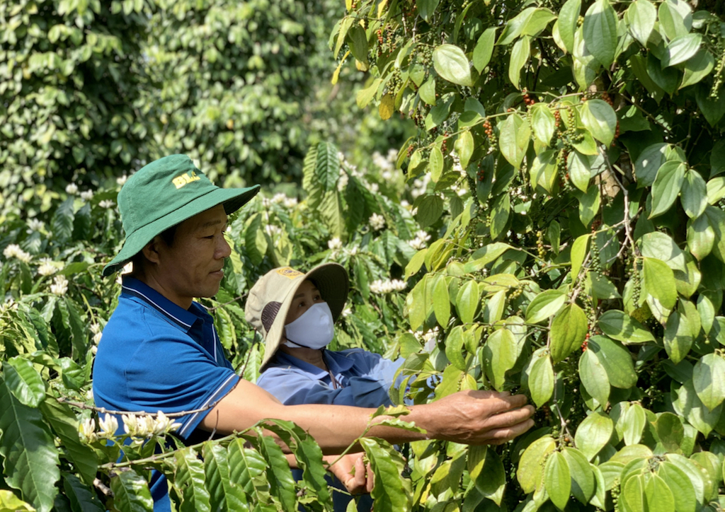 Trụ đỡ tạo thế vững chắc cho vùng biên giới Lộc Ninh xây dựng nông thôn mới