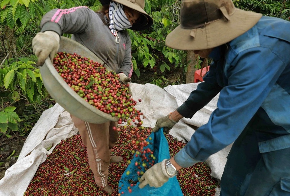Giá cà phê giữ mức 58.500 đồng/kg