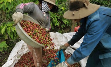 Giá cà phê giữ mức 58.500 đồng/kg