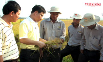 Cần làm gì để có 1 triệu ha lúa chất lượng cao ở Đồng bằng sông Cửu Long?